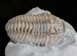 Flexicalymene Trilobite - Ohio #61022-2